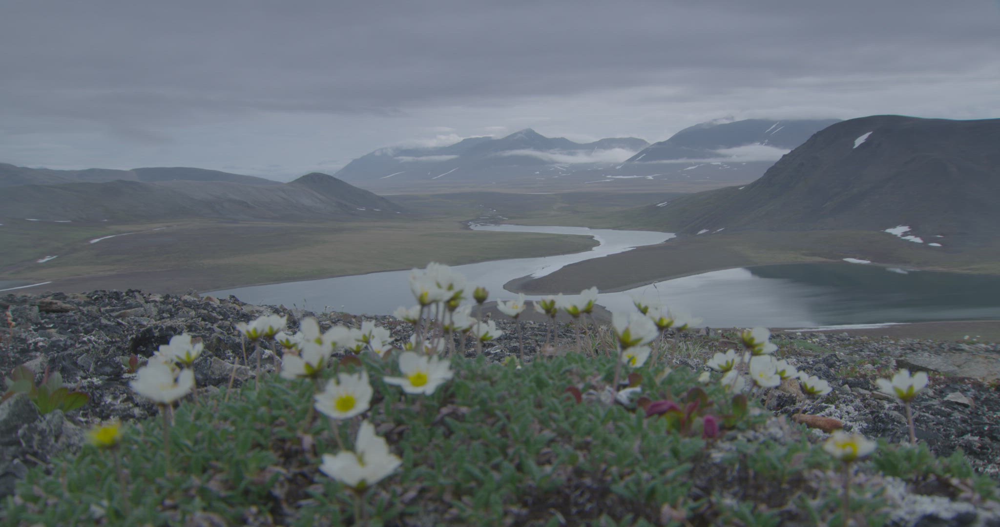 flowers at the top of a valley