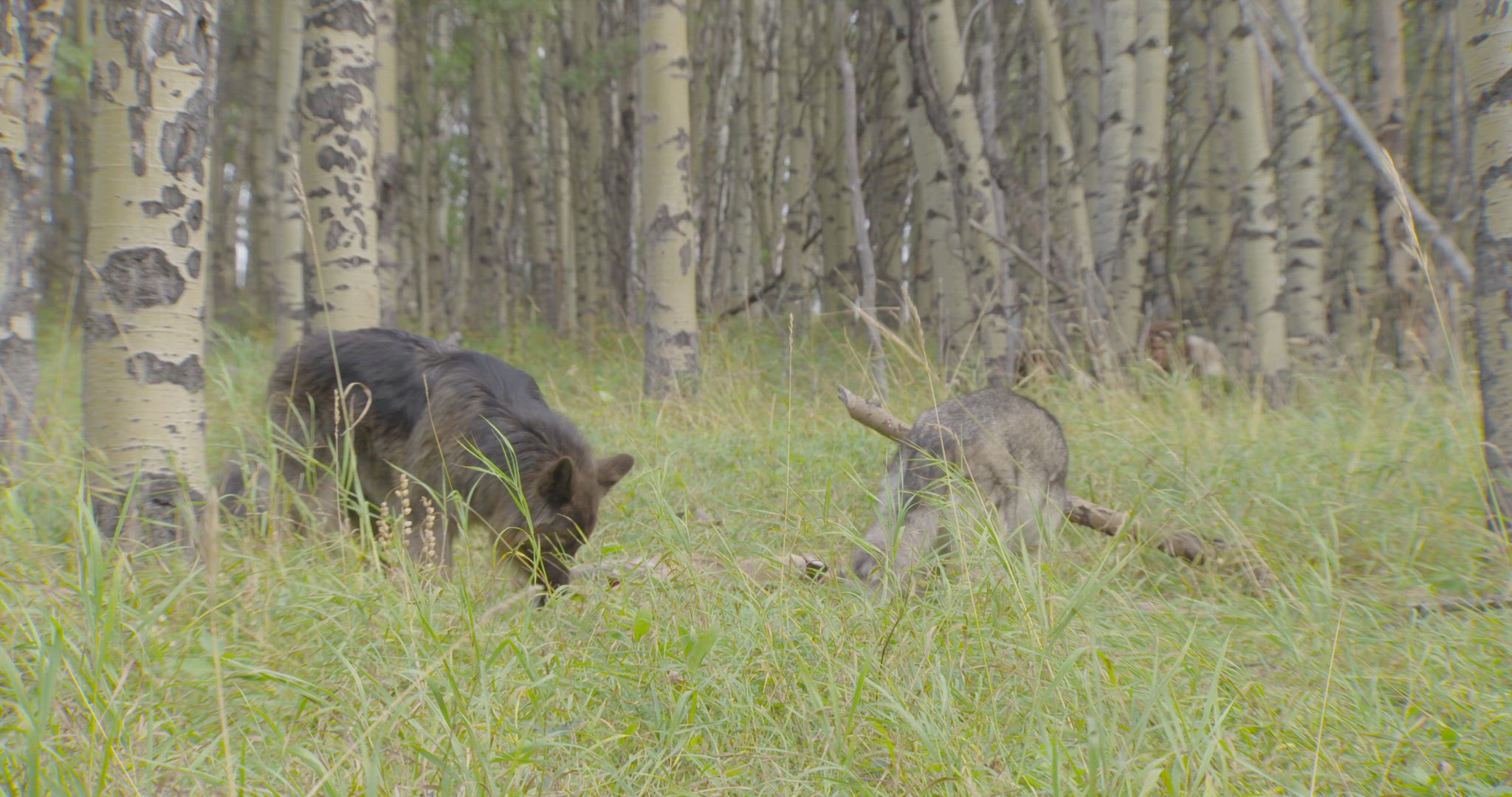 neanderthals chasing wolves away