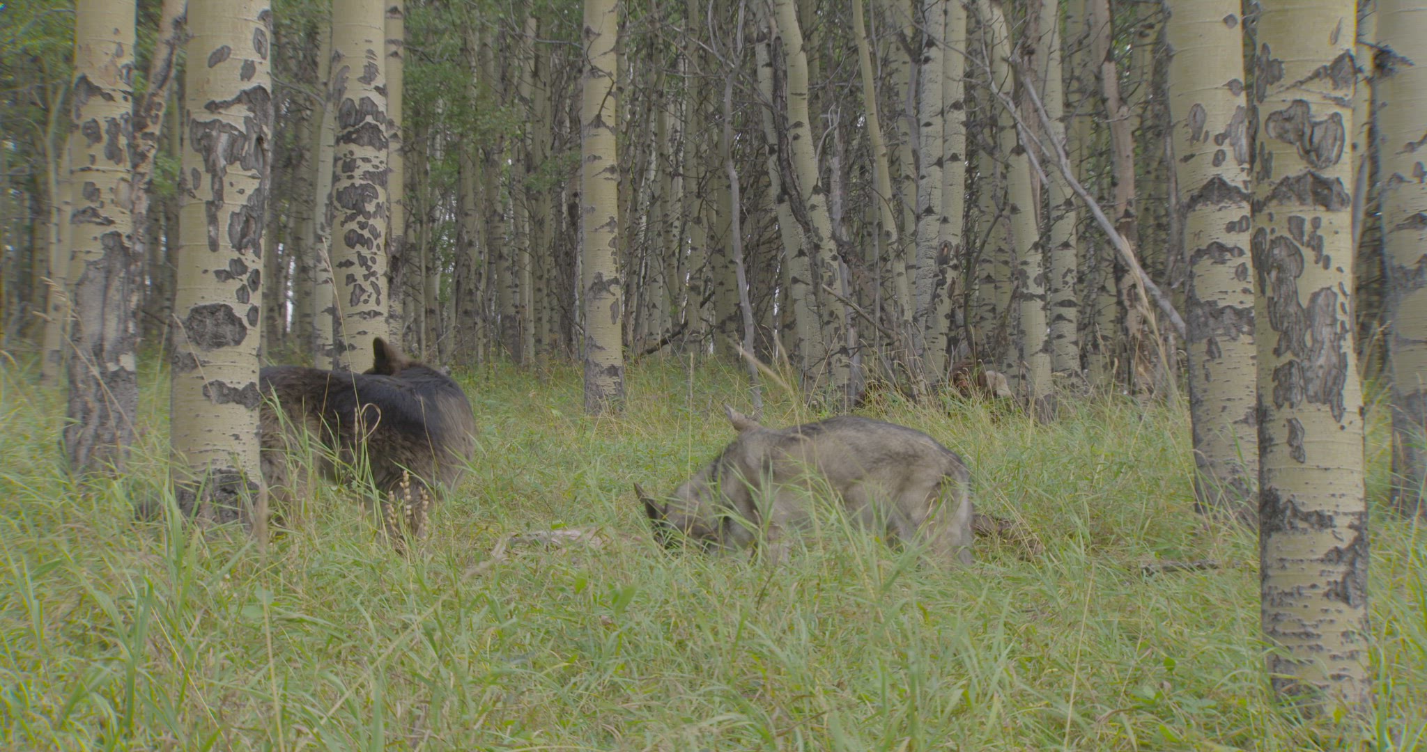 neanderthals chasing wolves away