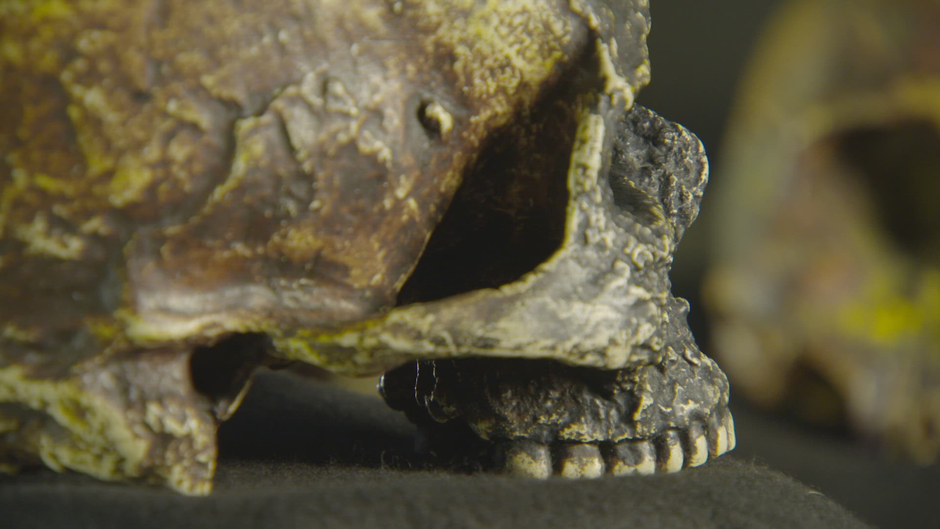 human skull on display