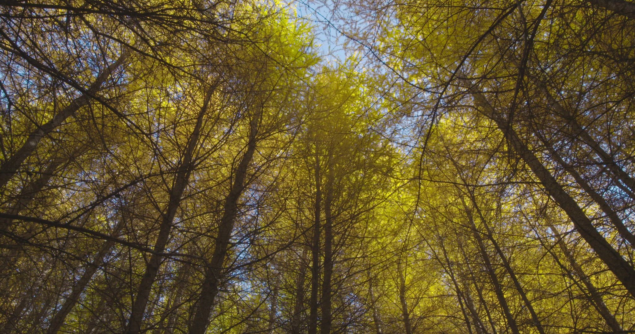 larch trees in fall