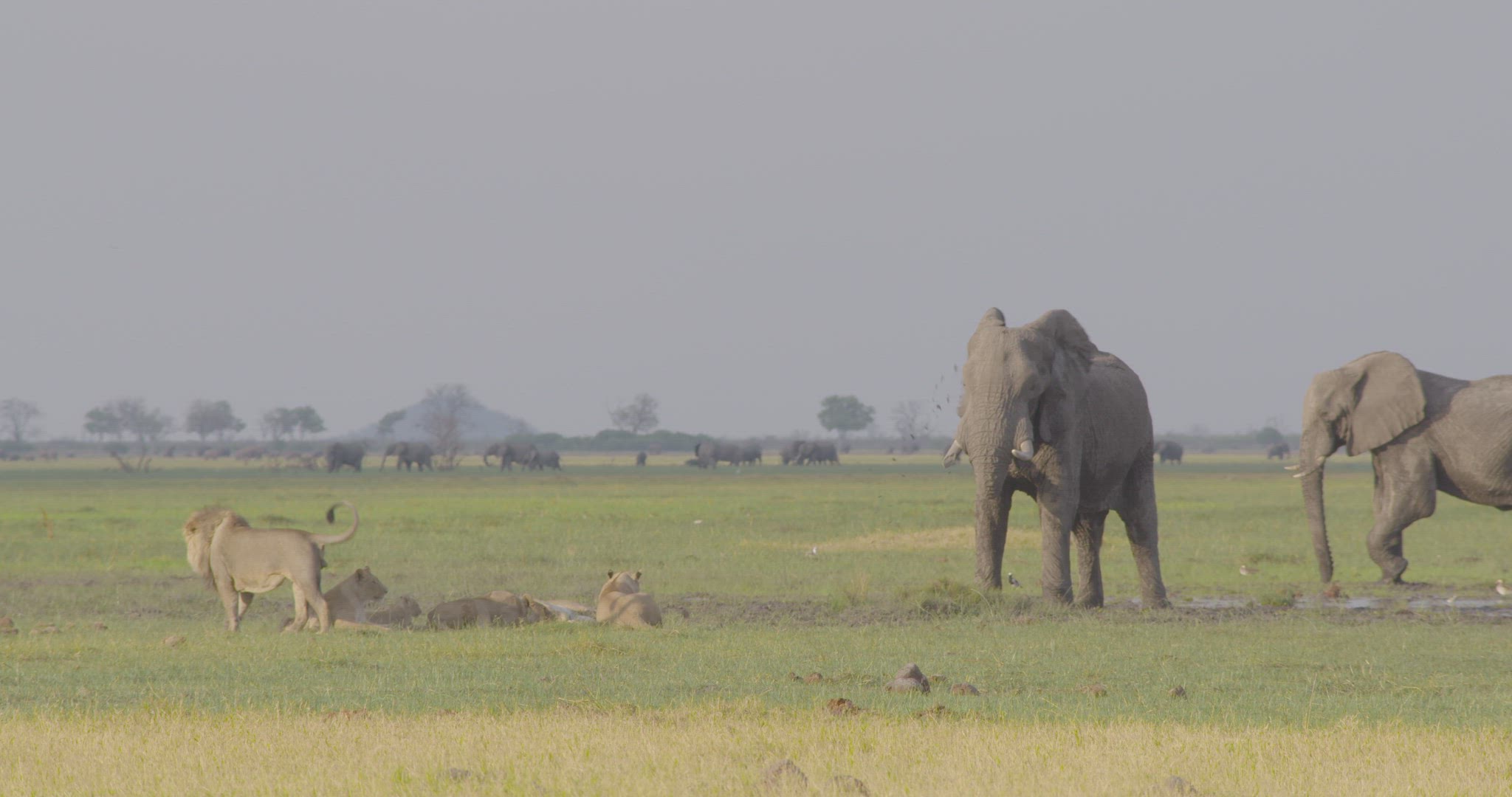 pride of lions resting at watering hole with african elephants