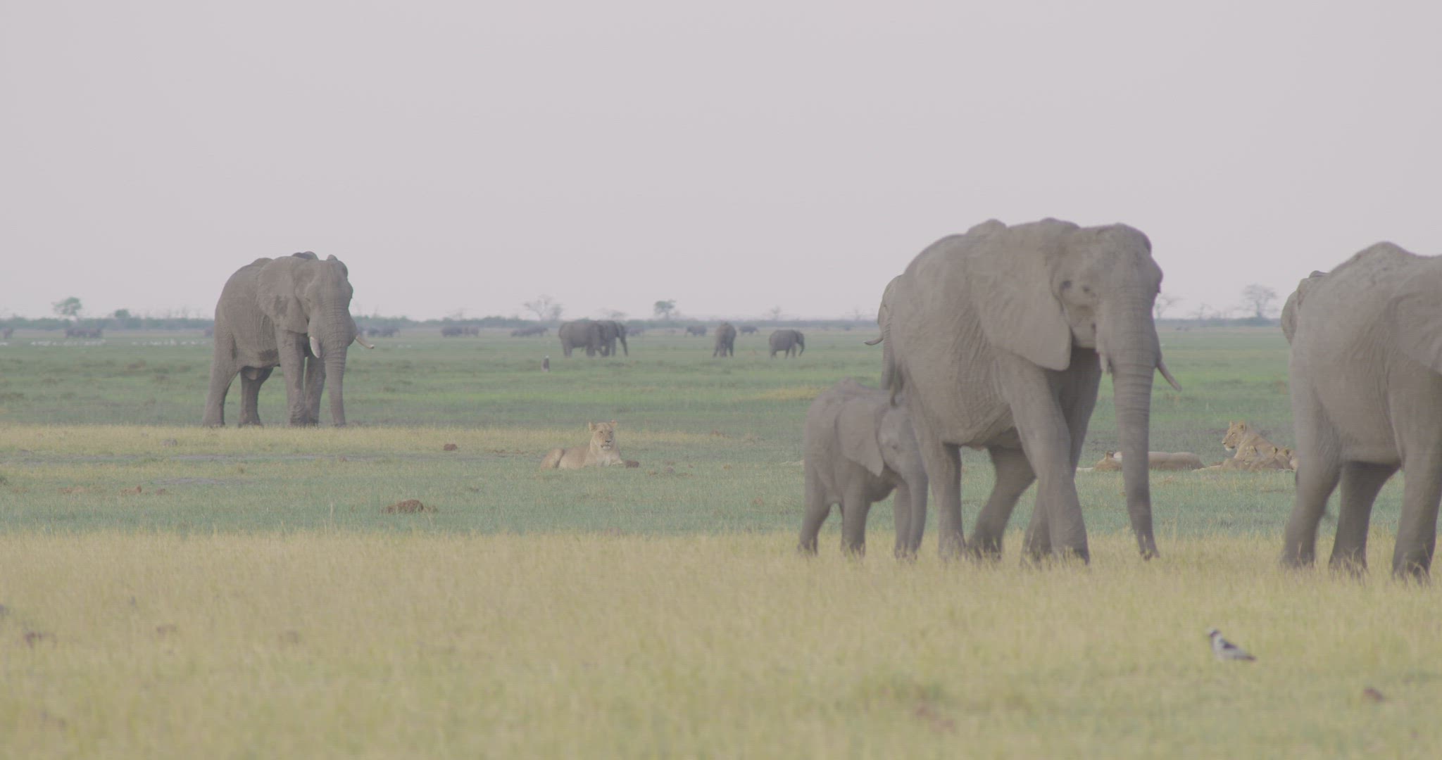 herd of elephants walking across grasslands in front of lion pride