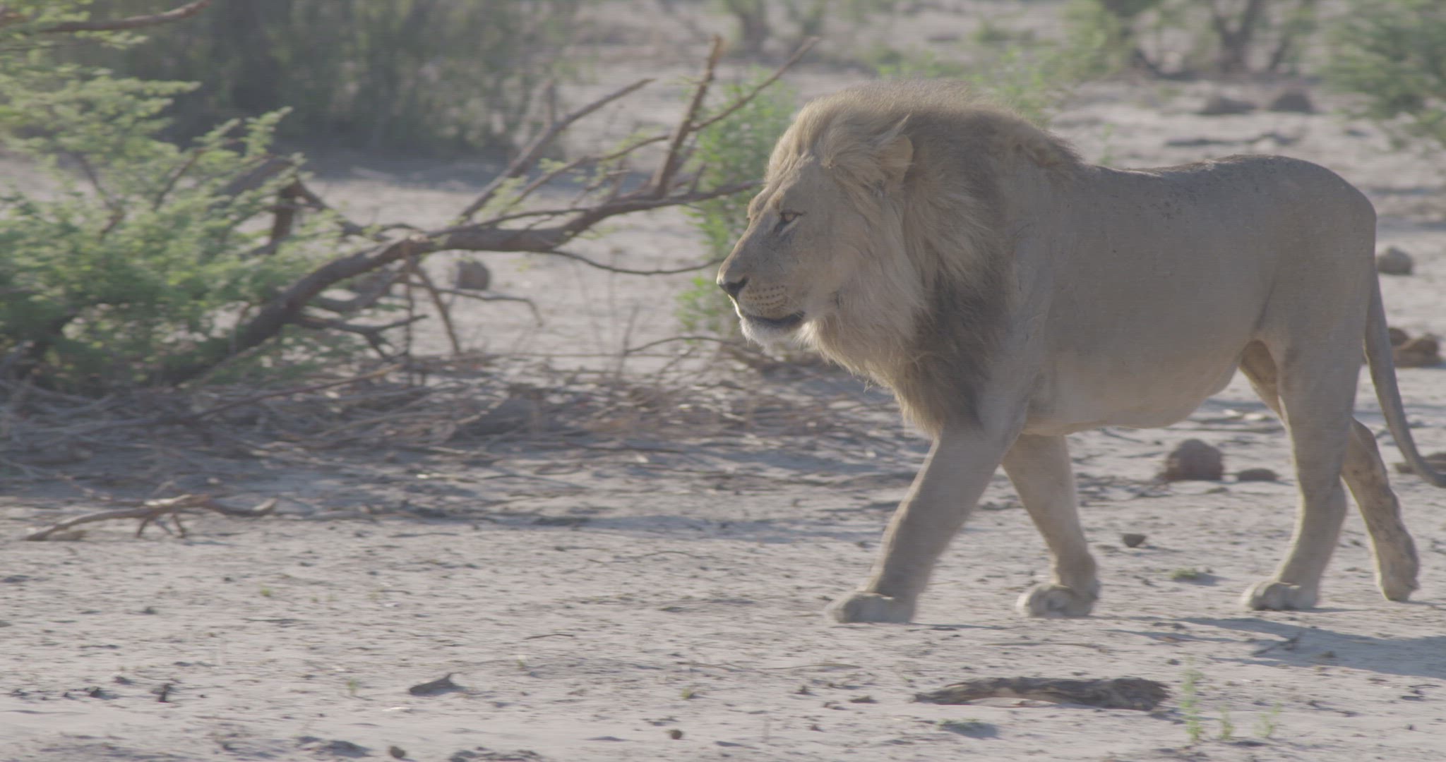 male lion walking through dried bushes in African grasslands