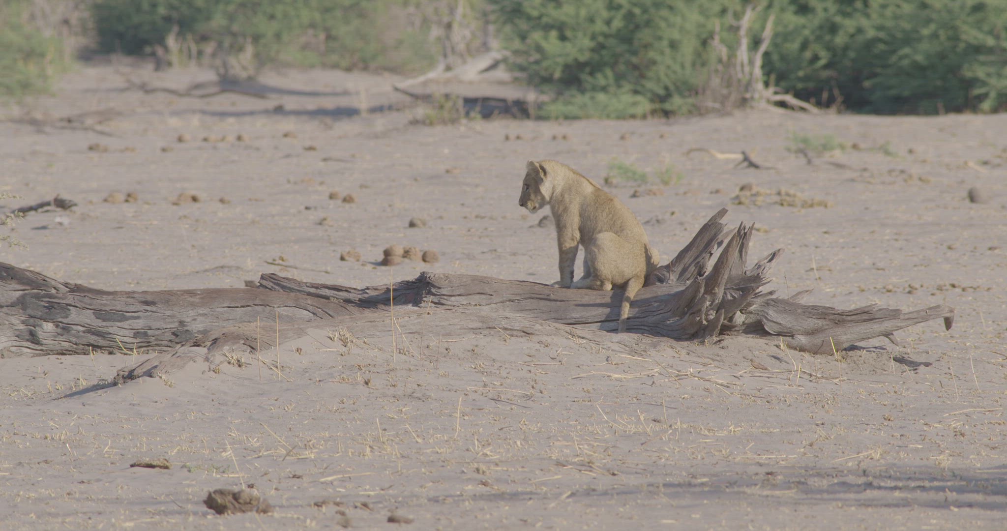 lion cub sitting on log