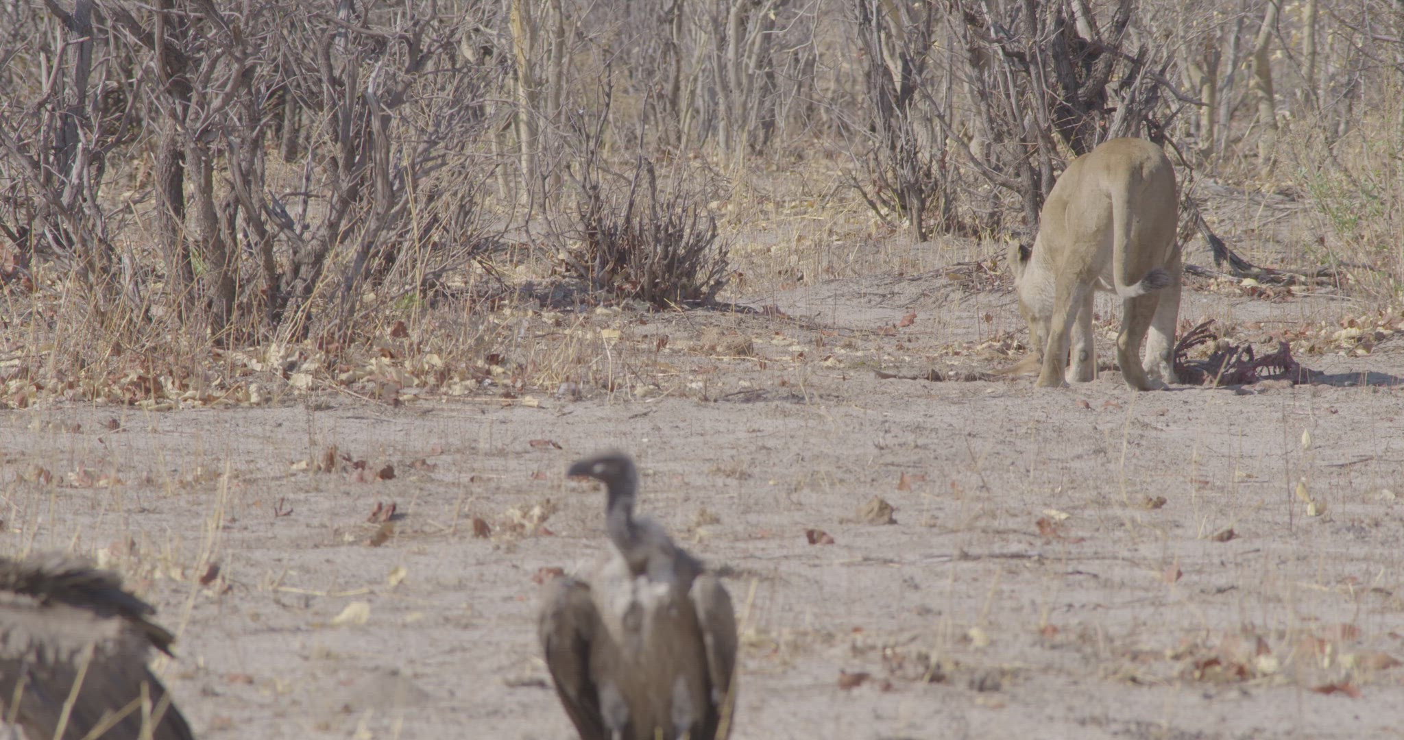 lion walking off with animal carcass