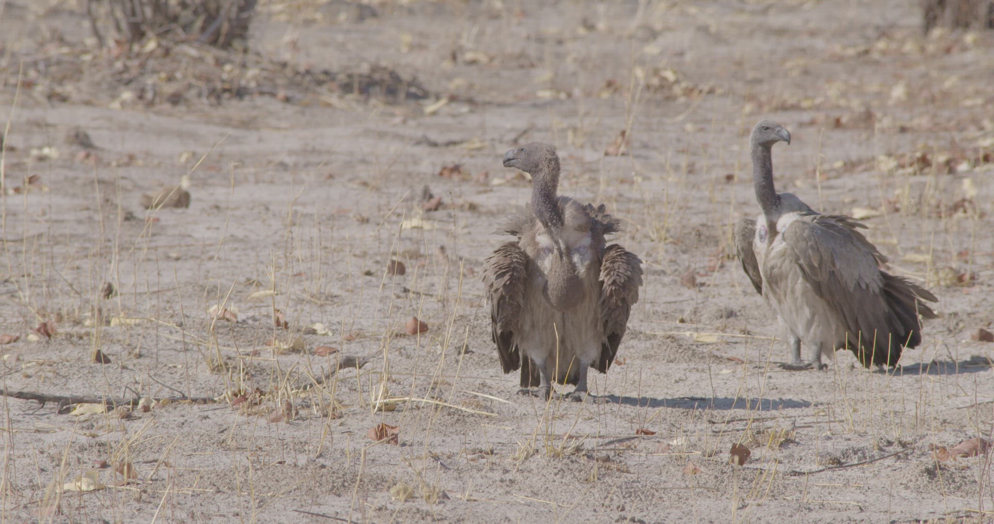 vultures taking off from grassland