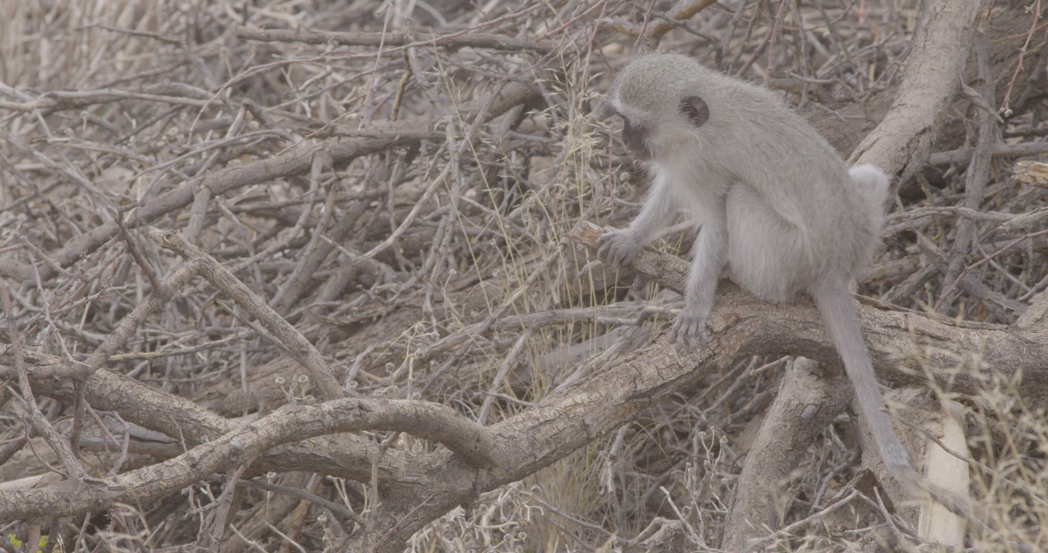 vervet monkey walking on tree branch