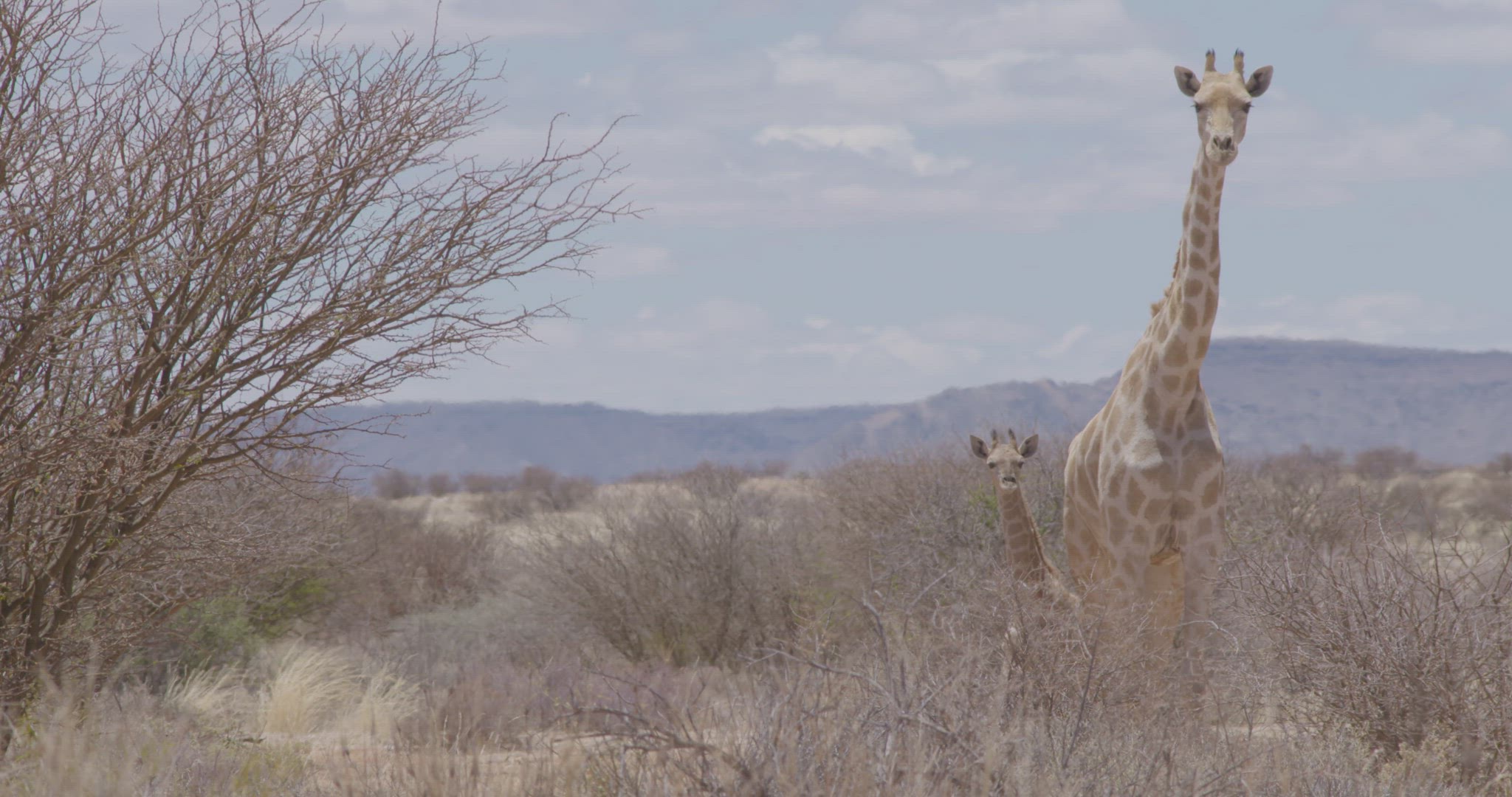 Giraffe adult and baby standing behind bush