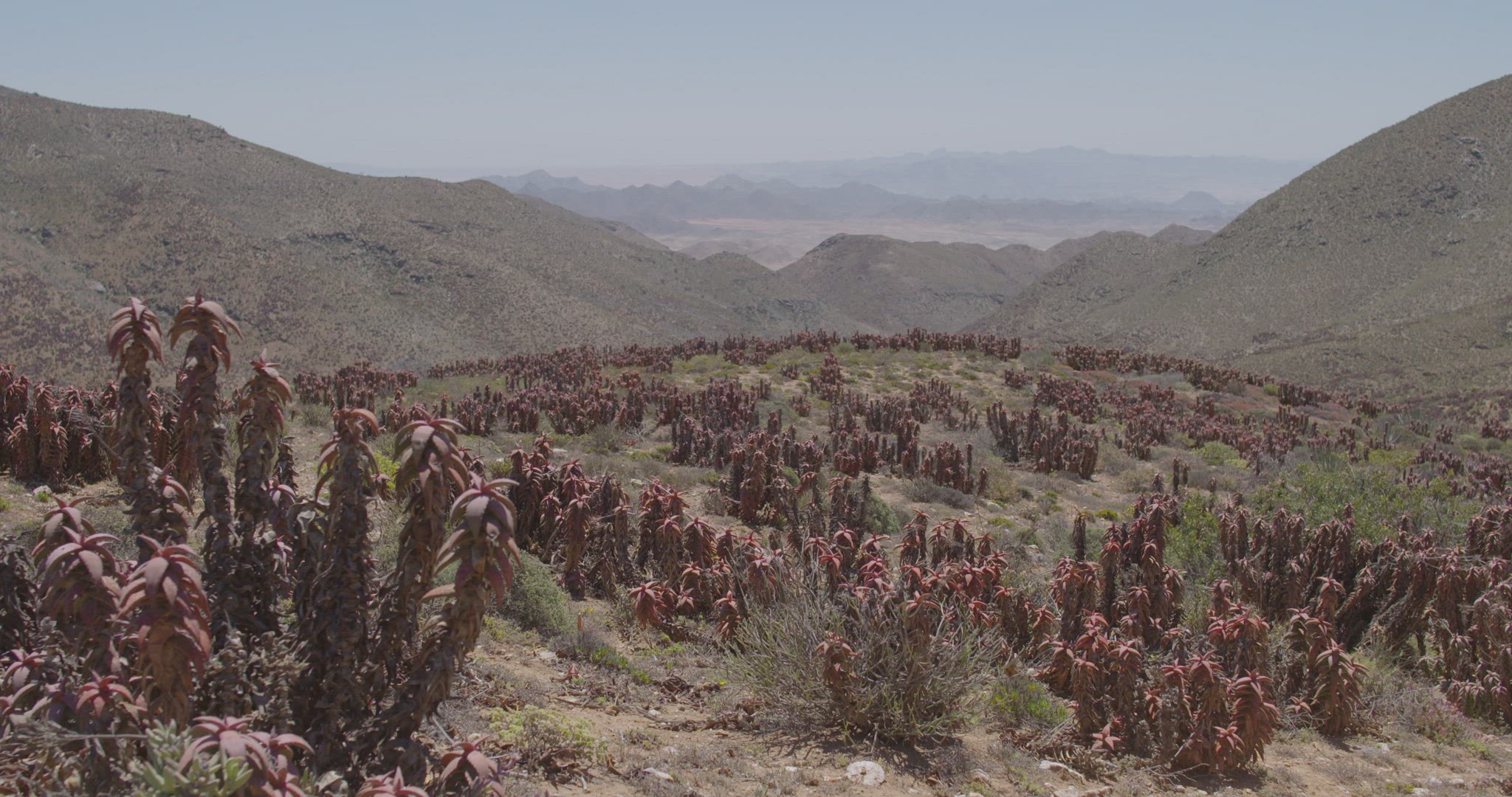 rolling hills covered in aloe plants and dried grass