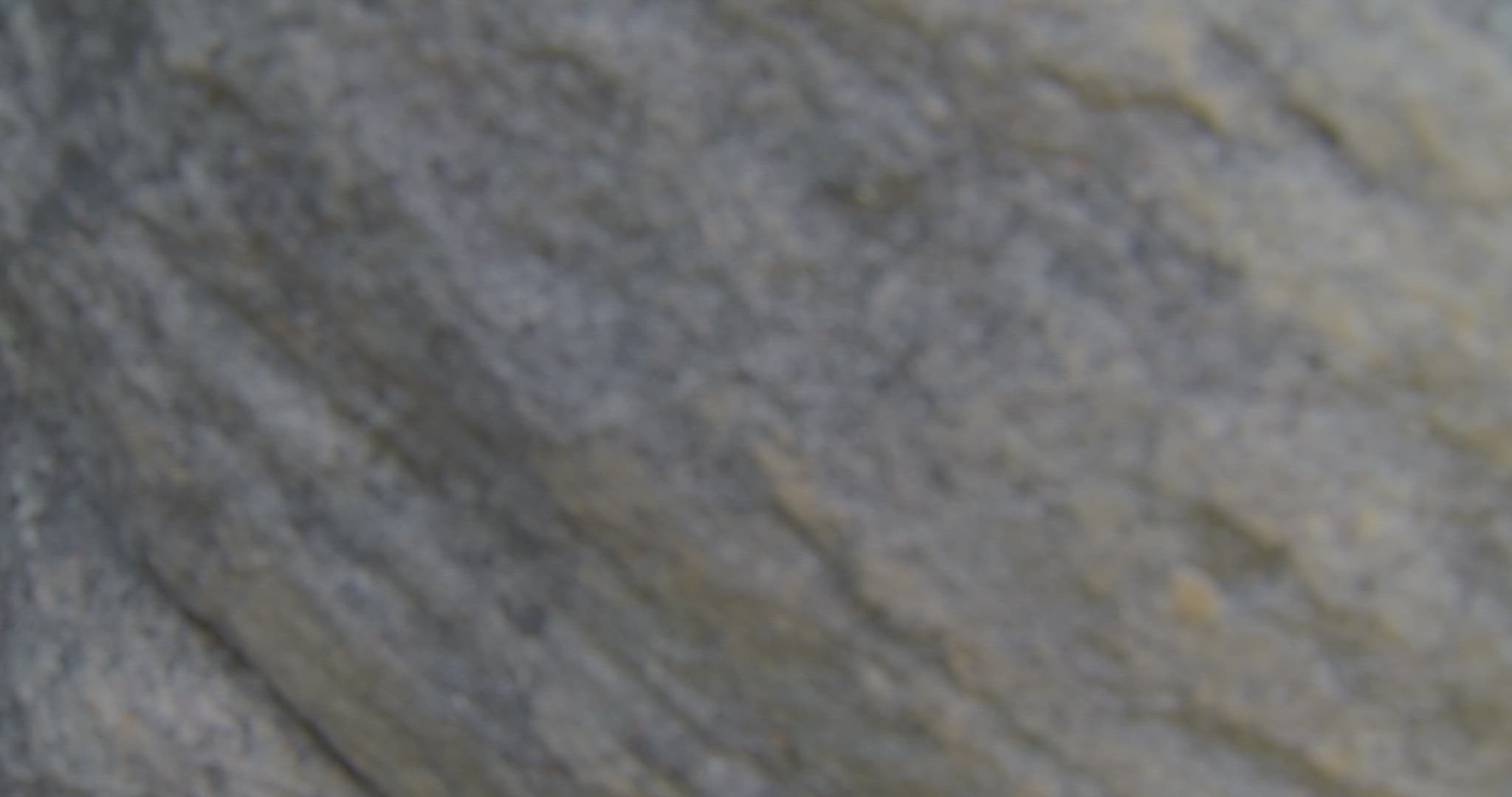 reveal of cave drawings