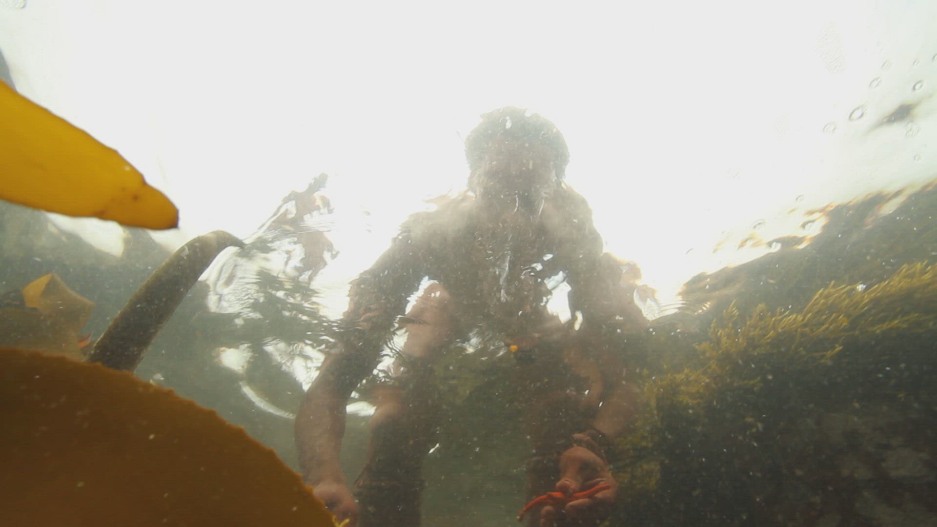early humans gathering sea urchin from ocean