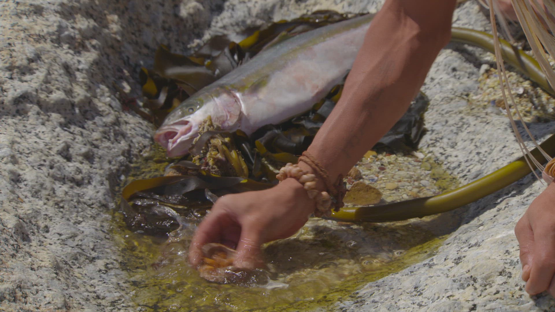 human rinsing seafood in water