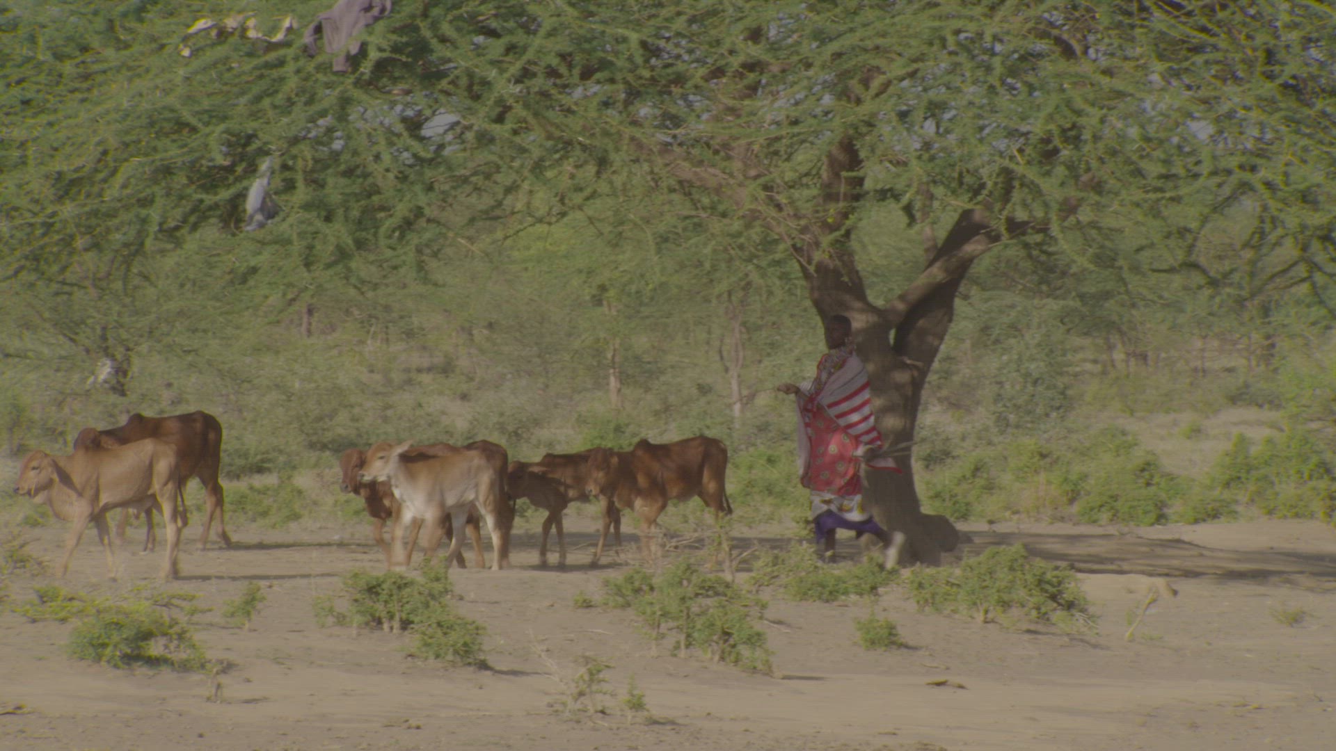 maasai woman herding cattle