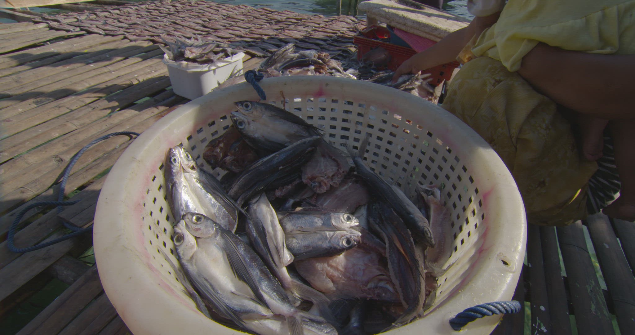 filling bucket with freshly caught fish