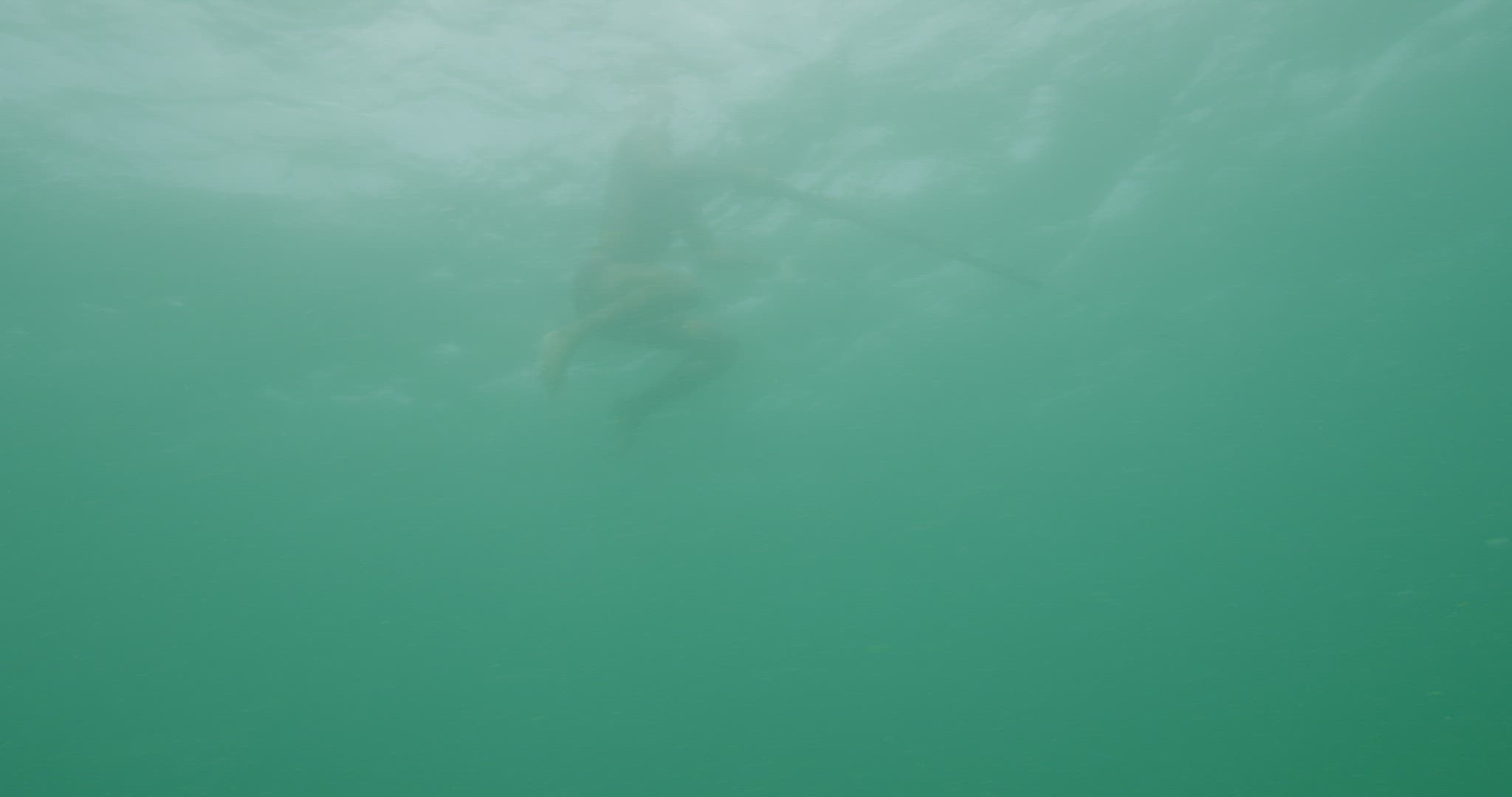 Spear fisherman spearing fish while fishing