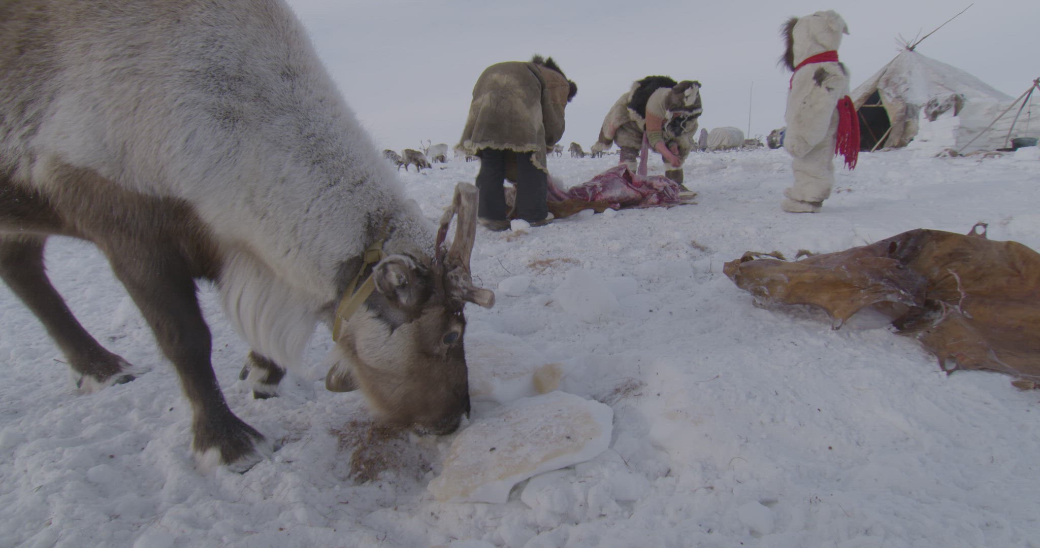 two people preparing reindeer carcass