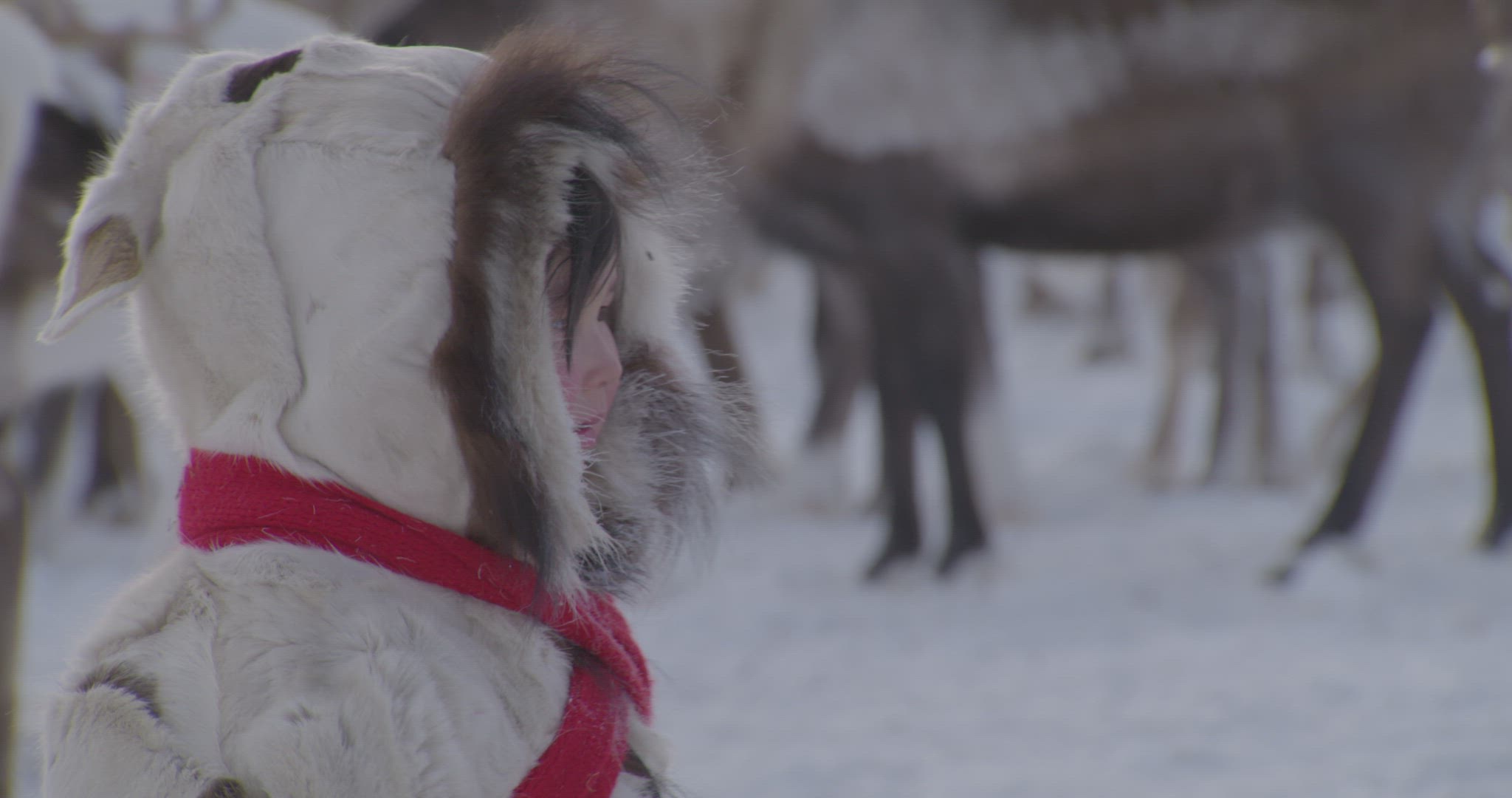 child standing amongst reindeer