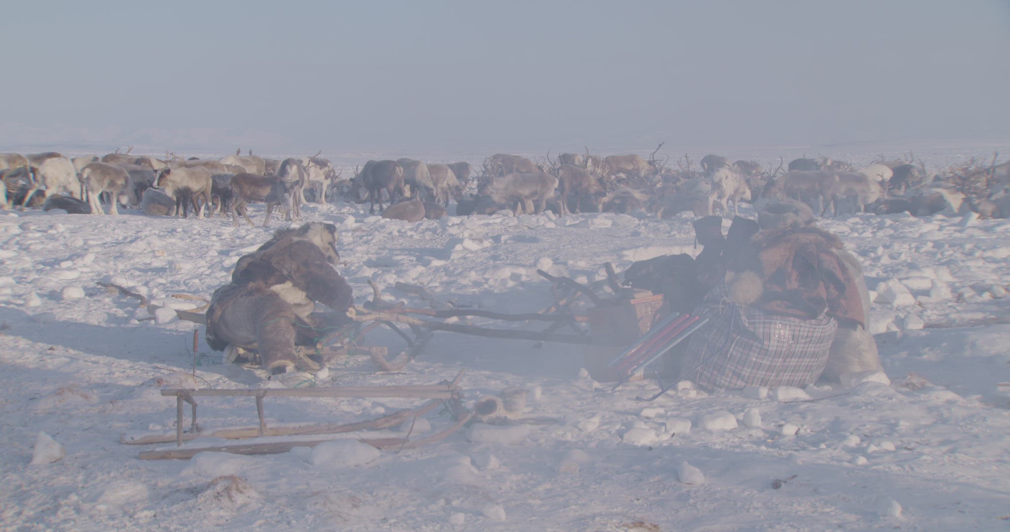 siberian man assembling sled