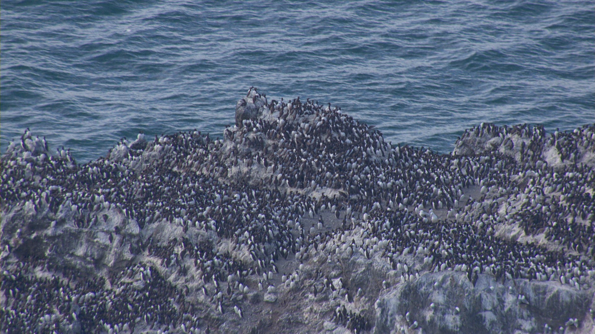 thick-billed murre colony