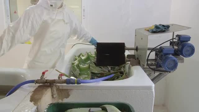 Female worker in protective clothing cleaning aloe vera leaves