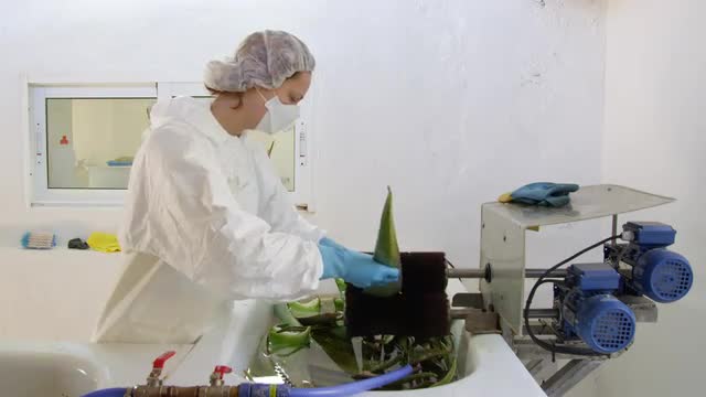Female worker in protective clothing cleaning aloe vera leaves
