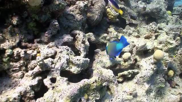 Colorful Fish on Coral Reef, Red sea