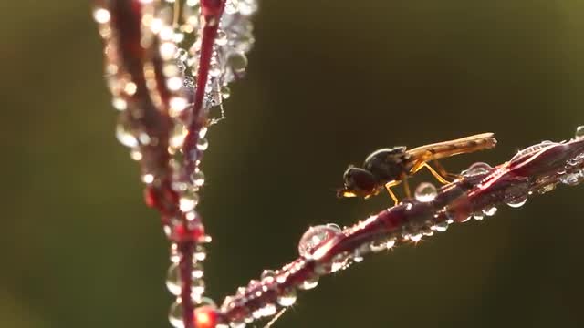 Fly Washing on Grass