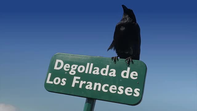 1080p, Raven sitting on a signpost, closeup