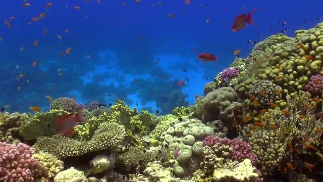 Colorful Fish on Vibrant Coral Reef, Red sea