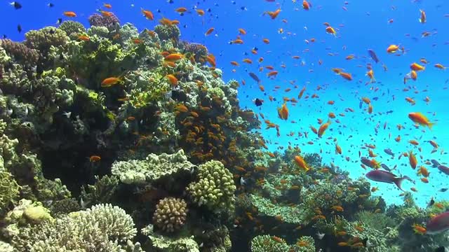Colorful Fish on Vibrant Coral Reef, Red sea