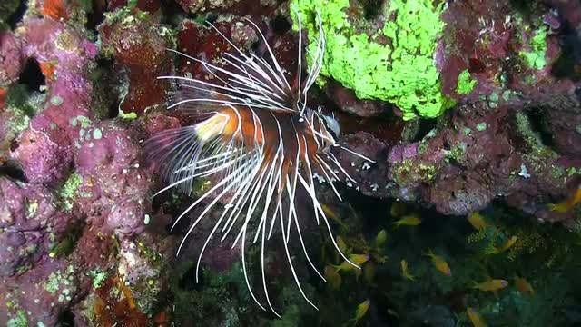 Colorful Fish on Vibrant Coral Reef, Red sea