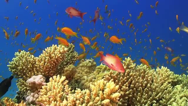 Colorful Fish on Vibrant Coral Reef, Red sea