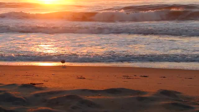 Bird on Beach at Sunrise 