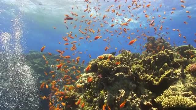 Colorful Fish on Vibrant Coral Reef, Red sea