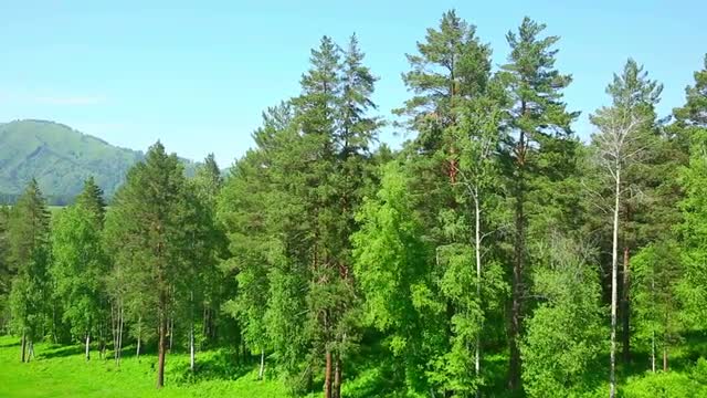 Forest