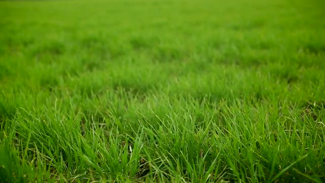 Dark clouds rapidly move across the sky left to right with grass grass in the foreground