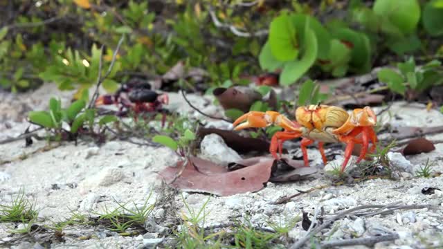 Cuban crabs at beach