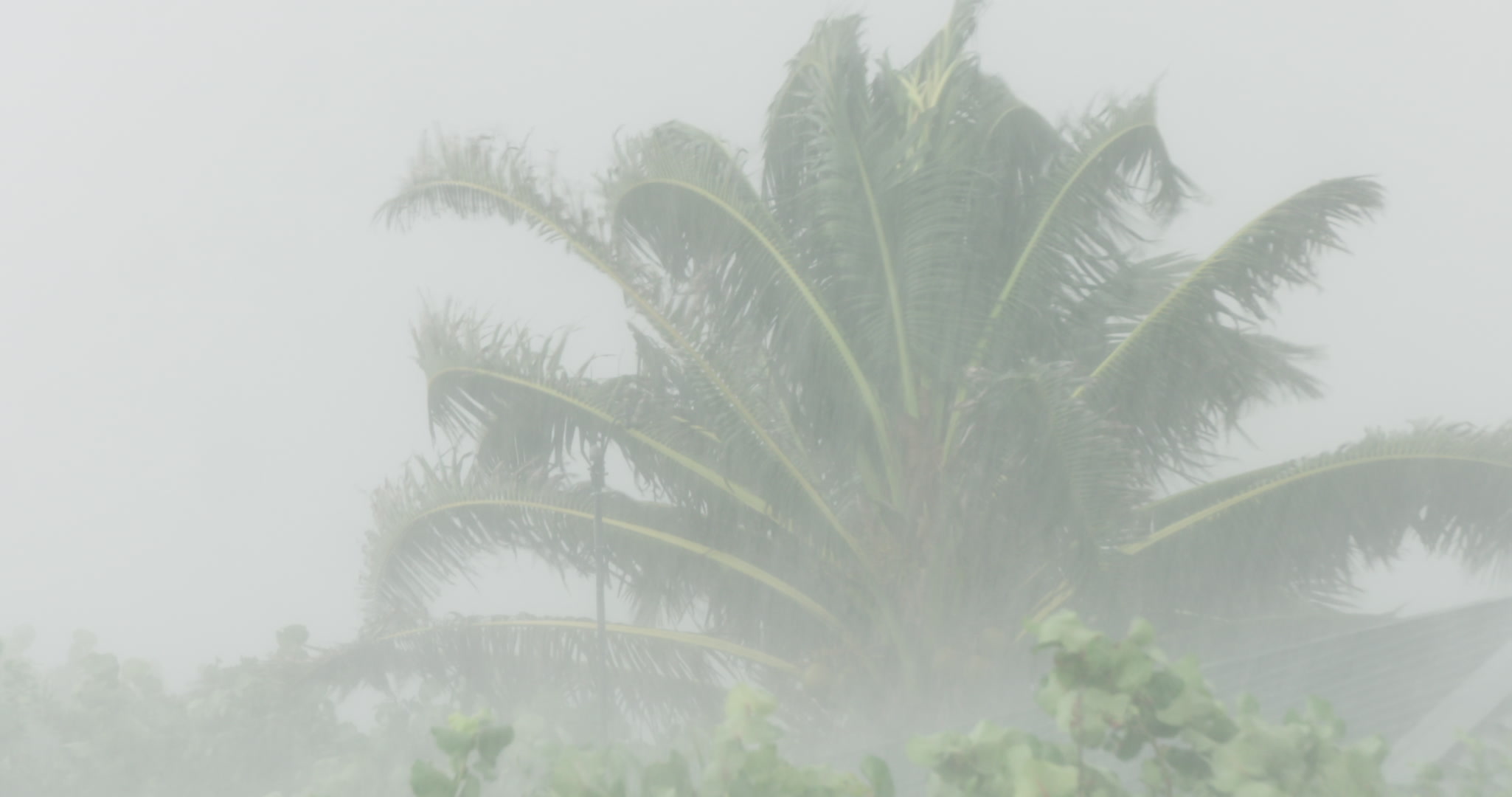 Intense wind, rain, large palm tree, Hurricane Matthew, Florida, Category 4, 2016