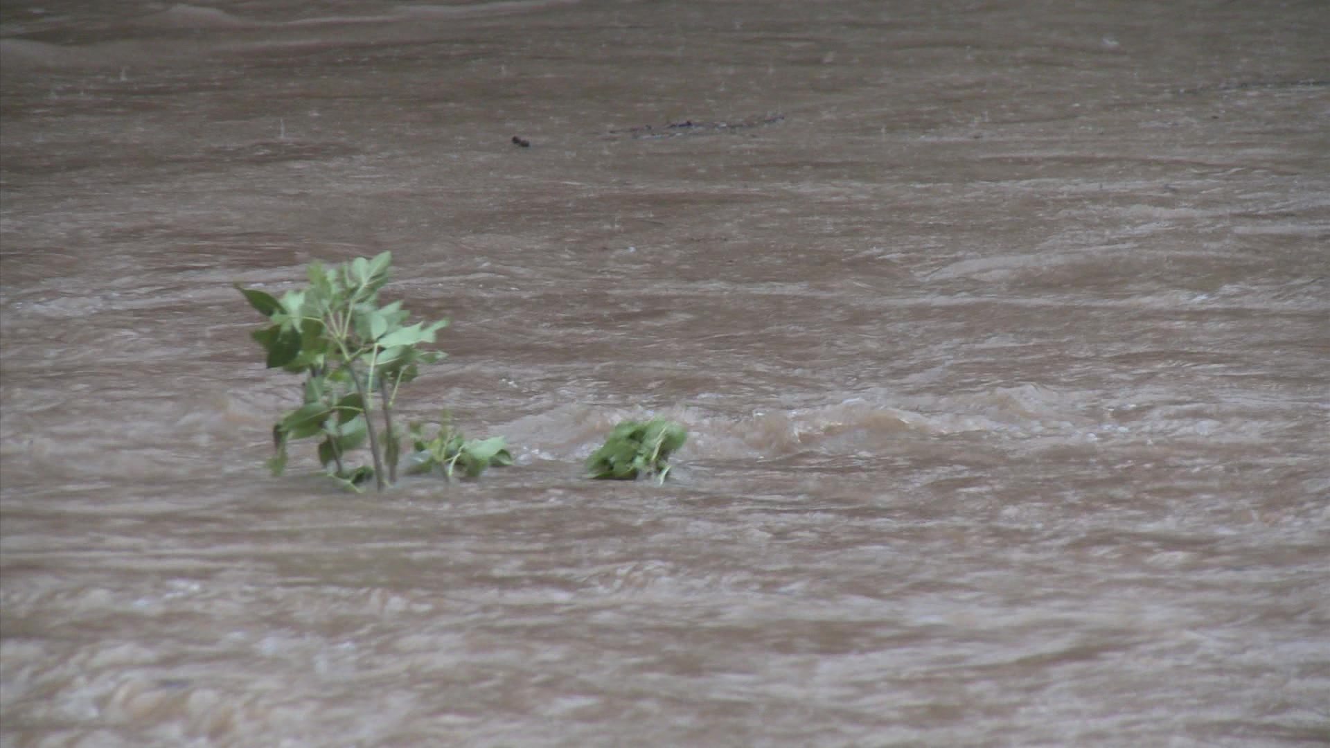 Urban flooding - Close-up top of tree in flowing flood water