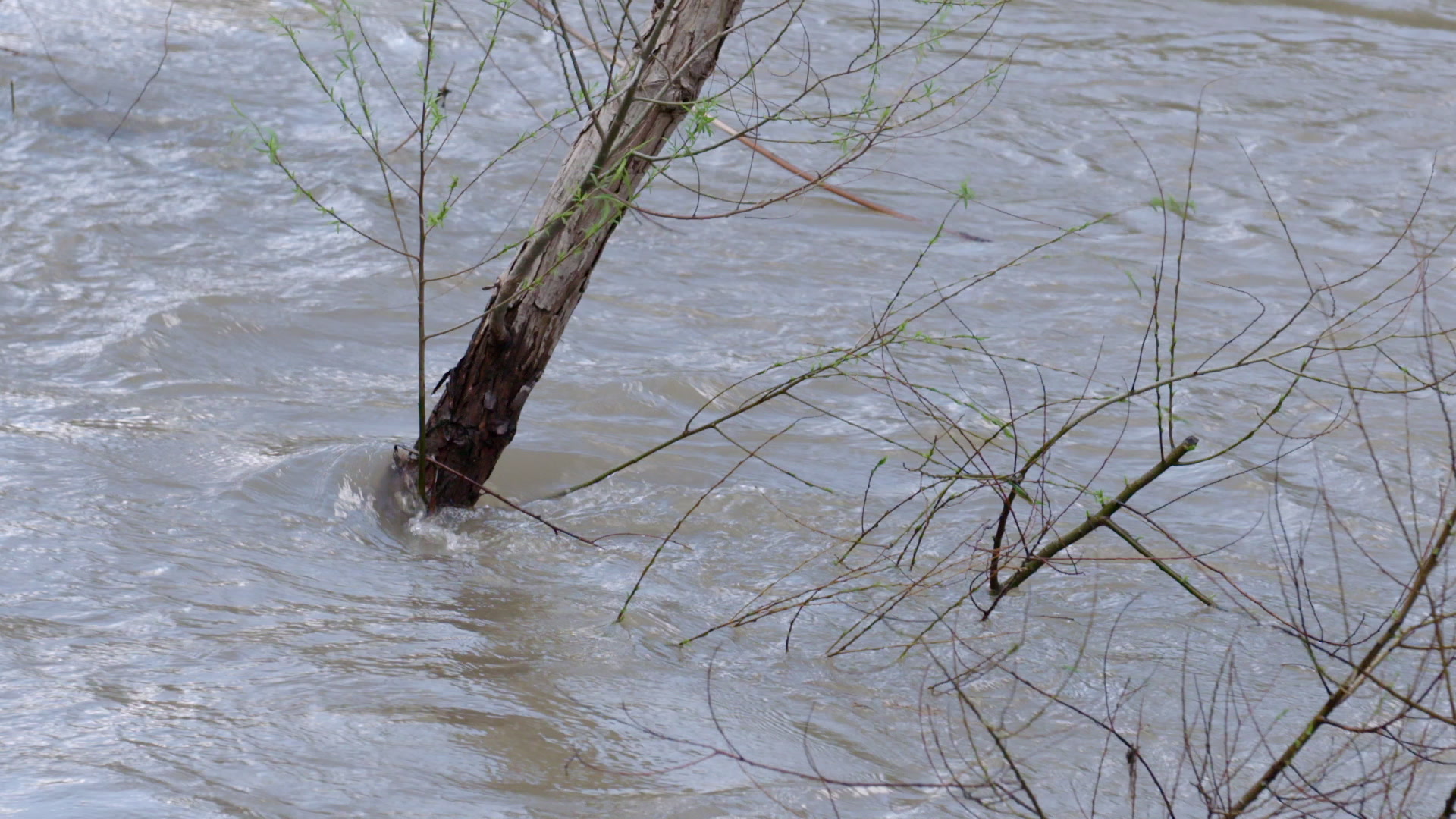 Close-up of tree in flowing flood water