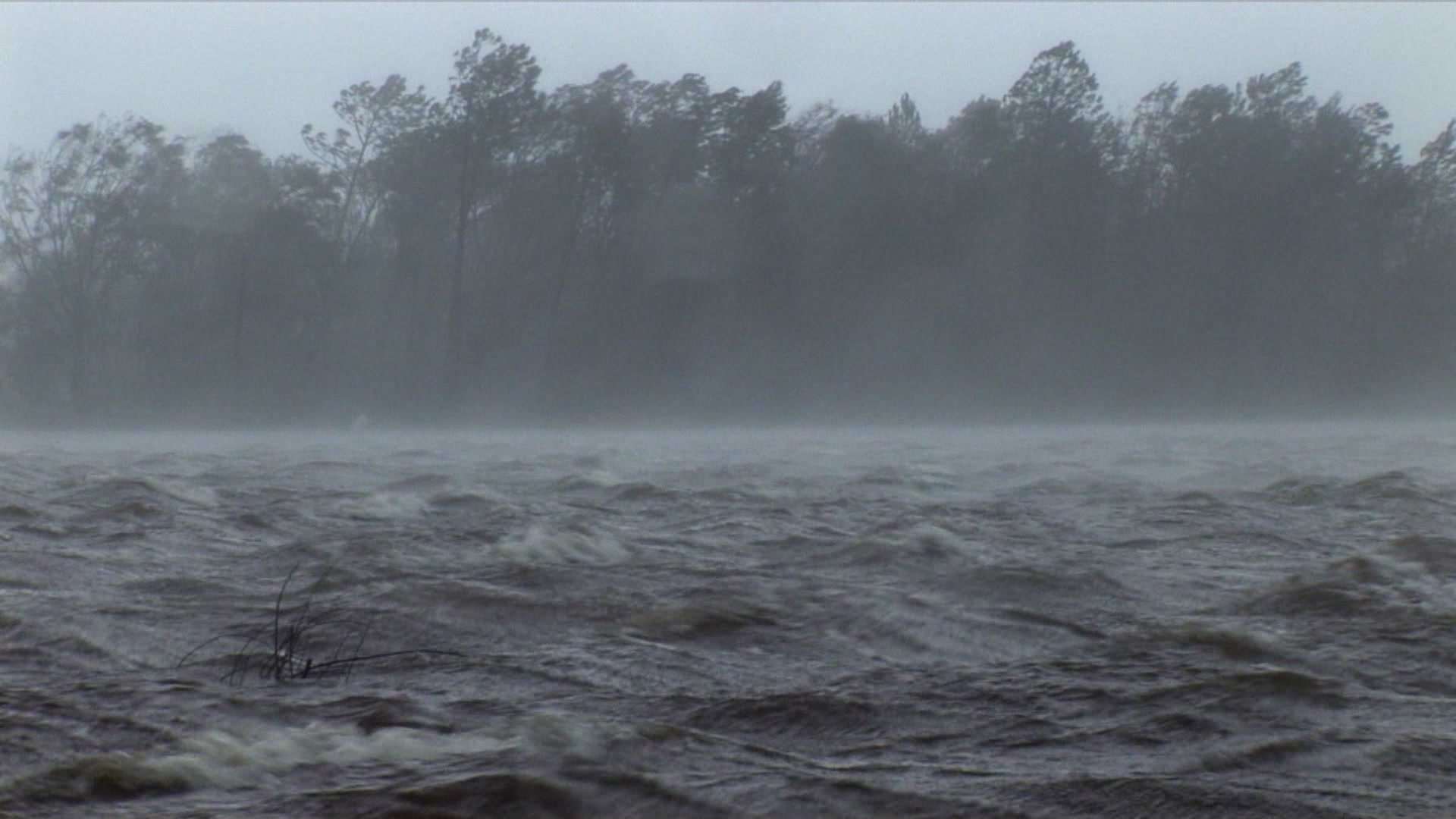 Intense wind and storm surge roll past pine trees, Hurricane Katrina, 4K