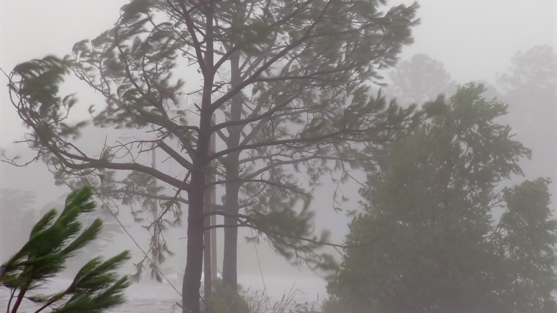 Hurricane Katrina wind and rain blow through pine tree, Super 35mm film to 4K video
