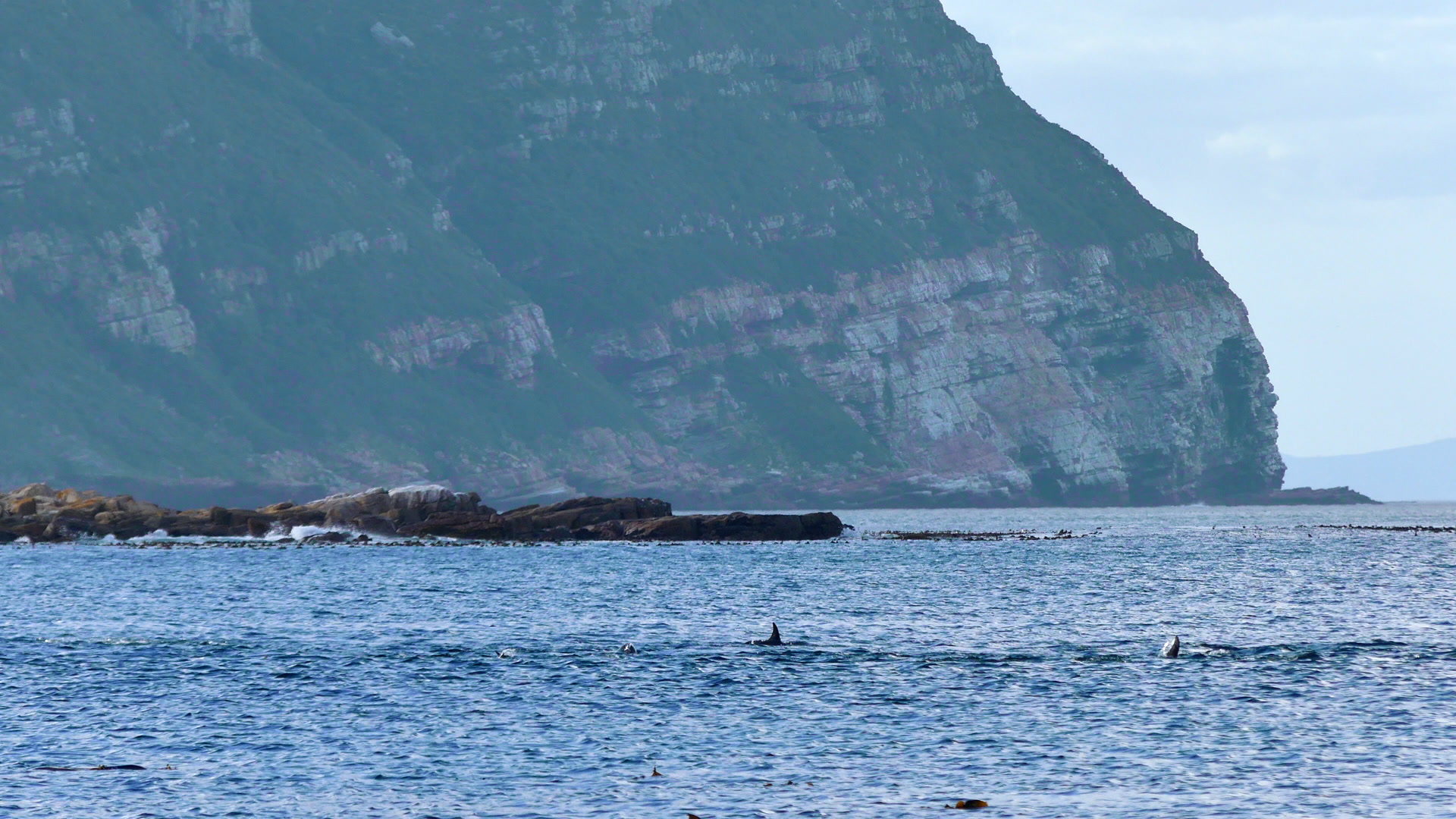 A Cape fur seal jumping out of the water among a pod of dusky dolphins