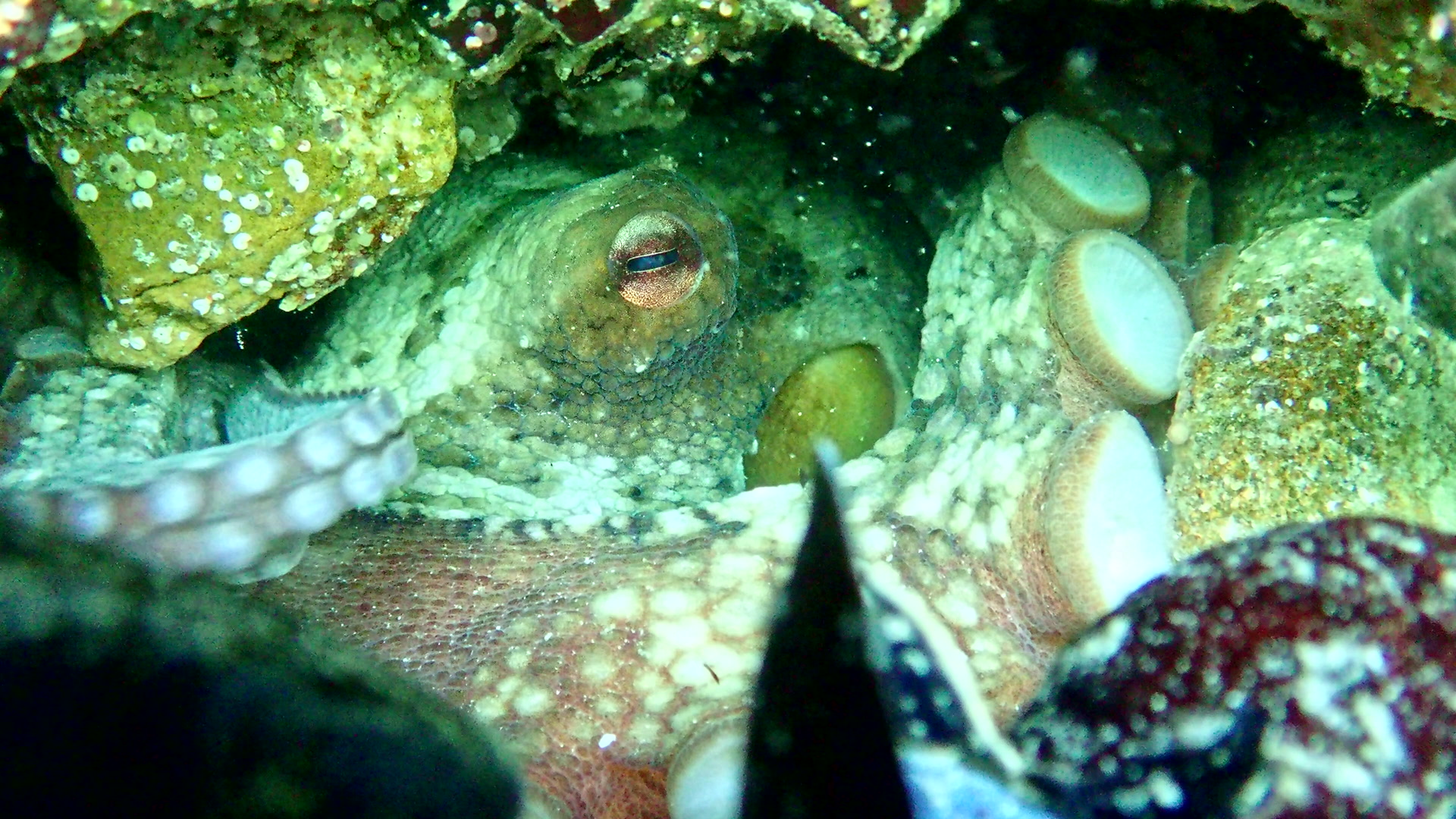 Tentacle of a common octopus moving around