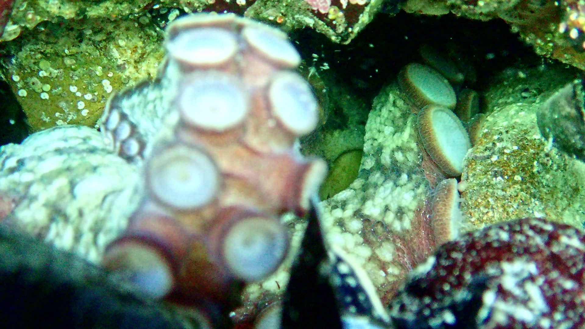 Tentacle of a common octopus moving around