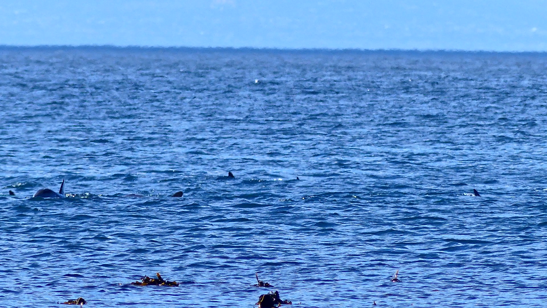 A pod of dusky dolphins swimming close to the coast
