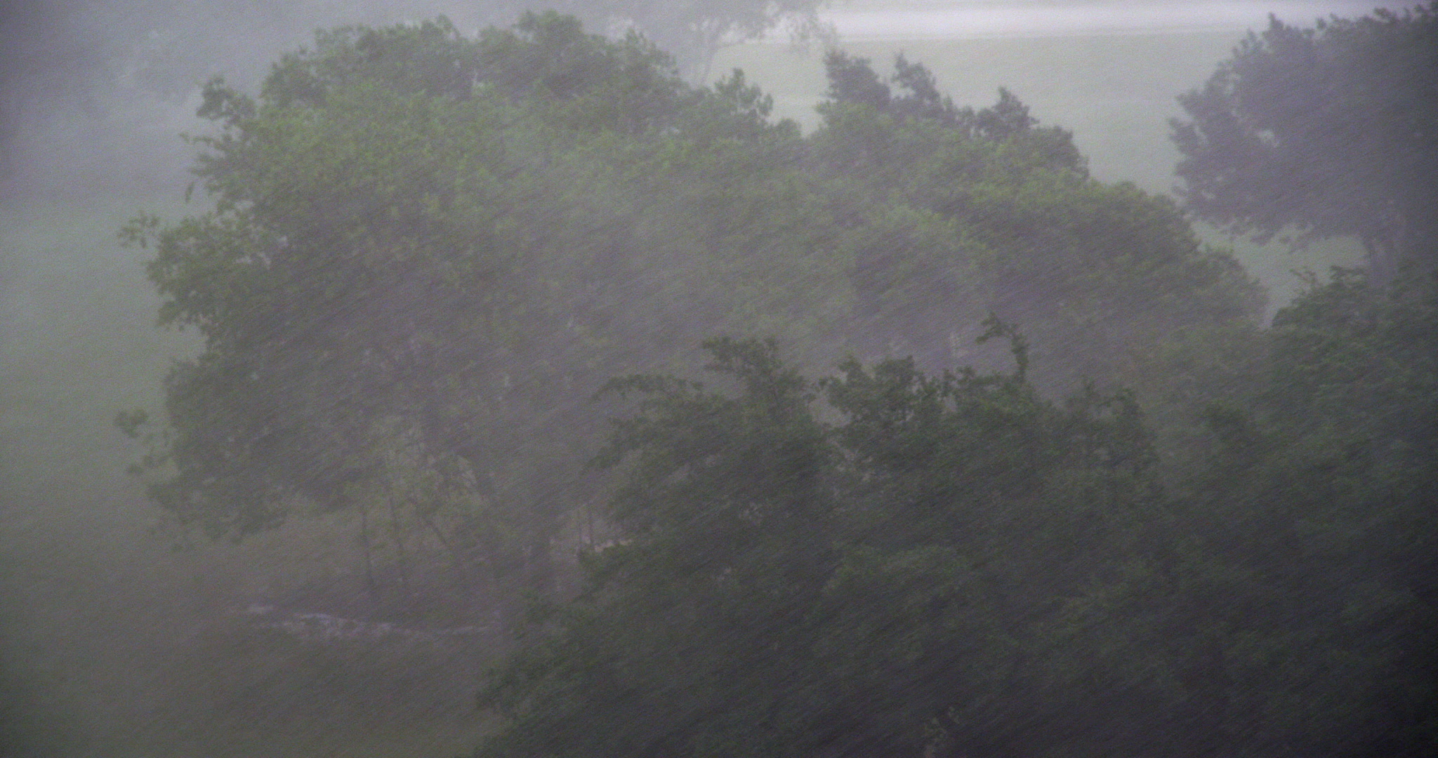 Heavy rain falls on green trees, high angle, windy, day, 4K