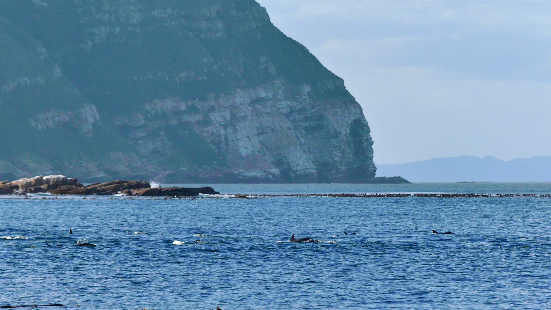 A pod of dusky dolphins swimming close to the coast
