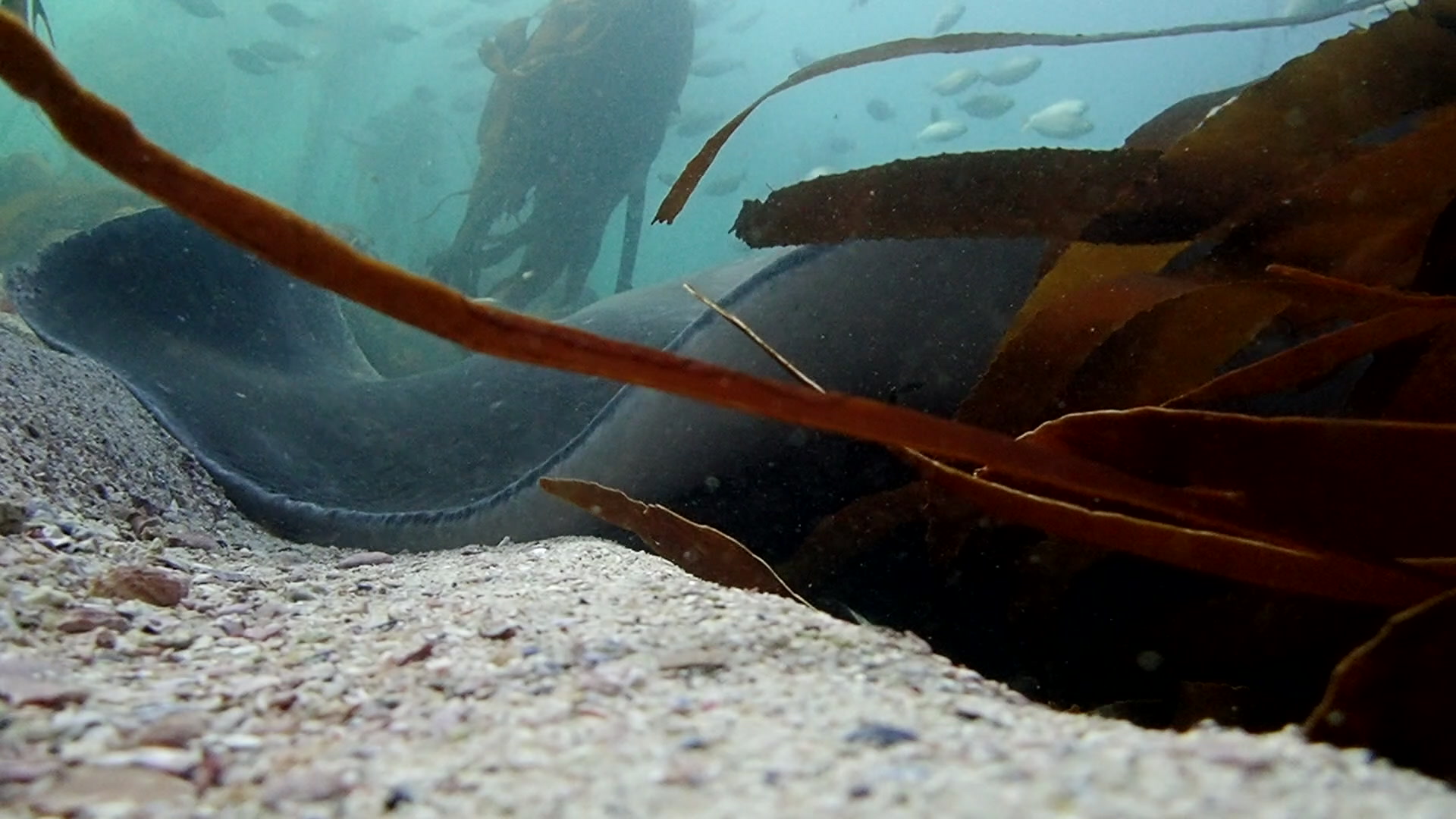 The eye and textured skin of a common octopus*
